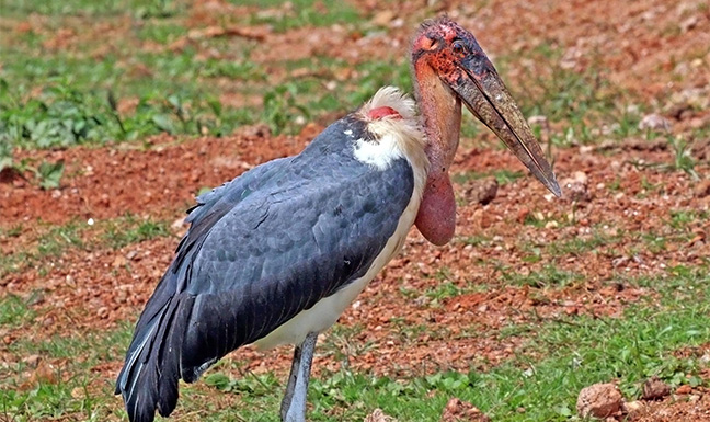 Uganda Wildlife