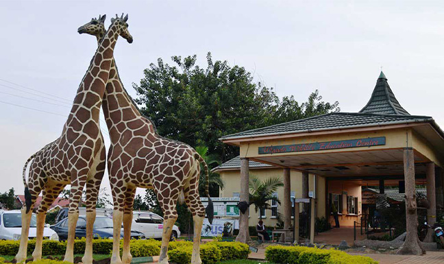 Entebbe Wildlife Tour