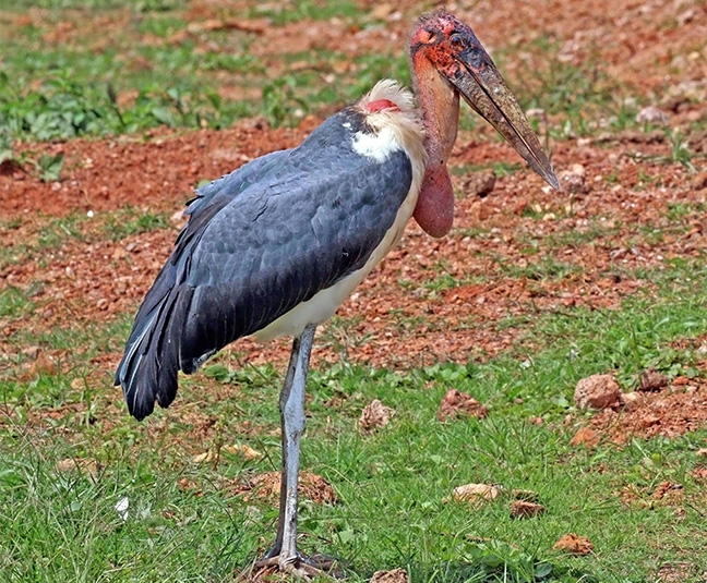 Entebbe Wildlife Education Centre